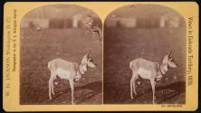 [Antelope]