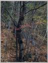 Thoreau Series
