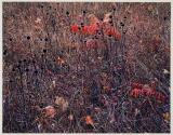 Thoreau Series