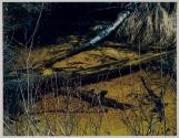Thoreau Series