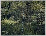Thoreau Series