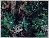 Thoreau Series