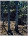 Thoreau Series