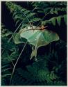 [Moth in tree, camophlage as leaf]
