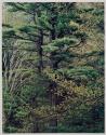 Thoreau Series