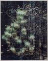 Thoreau Series