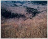 Thoreau Series