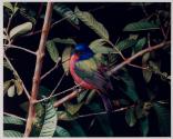 Painted Bunting (male)