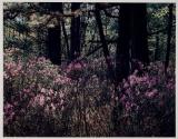 Thoreau Series