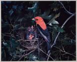 Scarlet Tanager