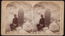 [Man taking notes and sketching tall cactus]