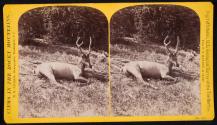Elk