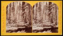 Left Fork of Teton River