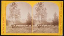 Camp in Palace Butte Park. Middle Creek.