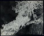 [Nude under tree]