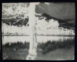 [Tree by lake]