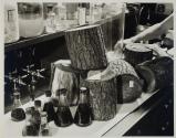 [laboratory scene with tree trunk sections]