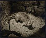 [Barrett Roofing Company, cornered rat]