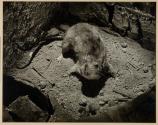 [Barrett Roofing Company, cornered rat]