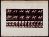 [Walking; saddle; female rider, nude; gray horse Tom]