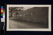 Cows coming home with Homer Rich