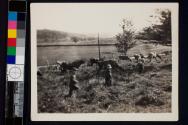 [Children running with cows]