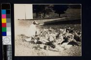 [Harriet Rich feeding chickens]