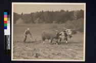 [Plowing with oxen]