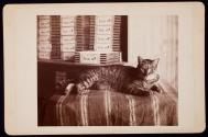 [House cat in front of stacked pads of legal cap paper]