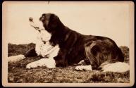 Barry, one of their oldest dogs