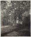[Wooded path]