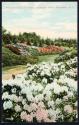 Rhododendrons in bloom, Highland Park, Rochester, N. Y.