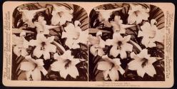 Lillies "without stereoscopic effect"