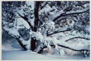 Juniper in snow, New Mexico, 1982