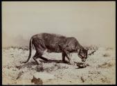 [Wild cat possibly a lynx]