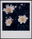 [Eastman House Garden (Flowers)]