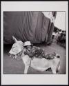 Venkesh on Lucky Donkey, Great Jumbo Circus, Mangalore, India