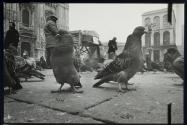 [Pigeons and street vendors, Milan]