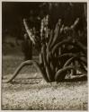 [Cactus]