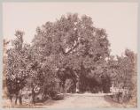 L'Arbre de la Vierge a Matarieh