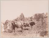 Boeufs laboureurs