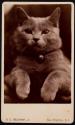 [Cat wearing a bell]