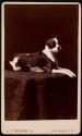[Dog on a patterned cloth]