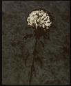 [White Chrysanthemum #1]