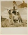 [Linda Joan Martin playing outdoors with two of Steichen's Irish Wolfhounds]