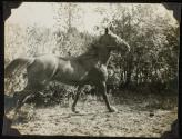 [Horse running]