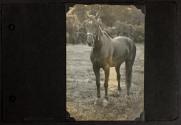 [Horse in field, Umpawaug, CT]