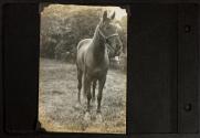 [Horse, Umpawaug, CT]