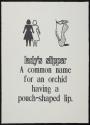 Lady's slipper