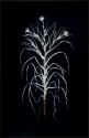Salsify